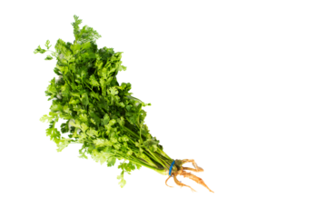 Green coriander on PNG background