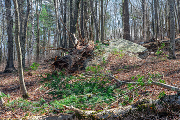 the landscape of quabbin  reservoir