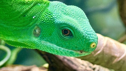 Fiji banded iguana, Fort Worth Zoo, Texas, USA
