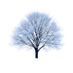 A Lone Tree Covered in Snow Isolated on Transparent Background