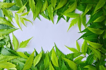 green leaves frame, neem leaves frame, herbal, medicinal plant