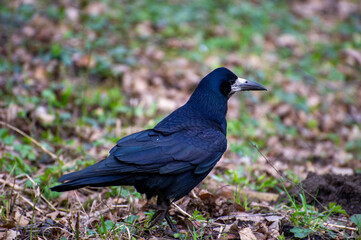 a black crow on the ground on the green grass