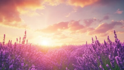 Scenic lavender field blooms as the sun sets in a calming, dreamy landscape.