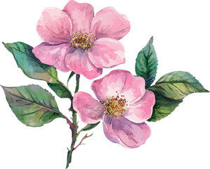 Beautiful Pink Rose in Watercolor