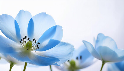 Obraz premium Blue Flower Background