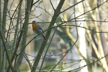European robin (Erithacus rubecula) sitting on a tree branch in Zurich, Switzerland