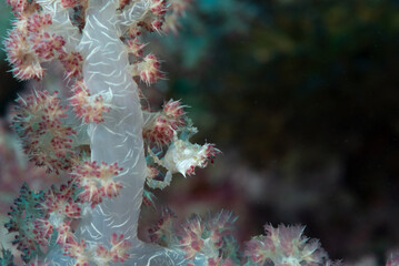 Granchio del corallo molle di Oates, Hoplophrys oatesi, mimetizzato sul corallo del genere Dendronephthya © Massimo