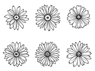 Aster line art blending creativity with natural floral inspirations 