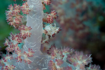 Granchio del corallo molle di Oates, Hoplophrys oatesi, mimetizzato sul corallo del genere Dendronephthya © Massimo
