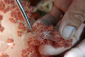 Granchio del corallo molle di Oates, Hoplophrys oatesi, mimetizzato sul corallo del genere Dendronephthya, con mano e astina che lo indica © Massimo