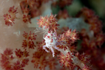 Granchio del corallo molle di Oates, Hoplophrys oatesi, mimetizzato sul corallo del genere Dendronephthya © Massimo