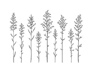 Fototapeta premium Astilbe line art floral illustration botanical drawing