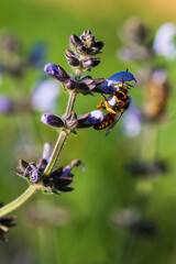 Wasp perched pollinating a flower