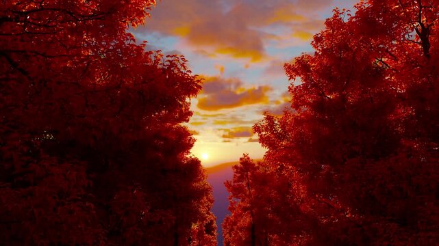 Seamless autumn forest. Road through the forest. Orange trees. 4K high quality loop