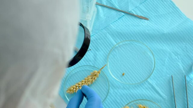 food research in the laboratory. Selective focus.