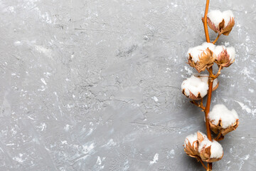 Autumn Floral composition. Dried white fluffy cotton flower branch top view on colored table with copy space