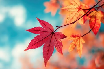 Autumn leaves against a vibrant sky