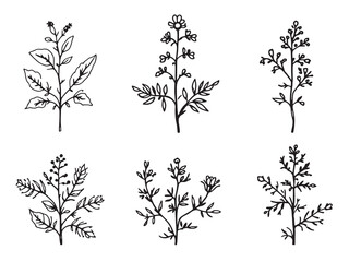 Borage line art and its rich historical significance in herbal remedies 