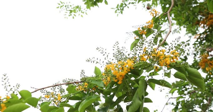 Bright yellow Padauk flowers are in full bloom on the tree and swaying beautifully in the morning breeze. (Pterocarpus macrocarpus) For the Myanmar water festival (Thingyan). taken in Myanmar.