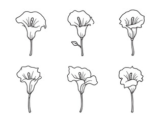 Calla Lily line art beautiful minimalist botanical drawing piece 