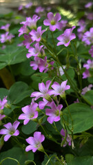 pink flowers in the garden