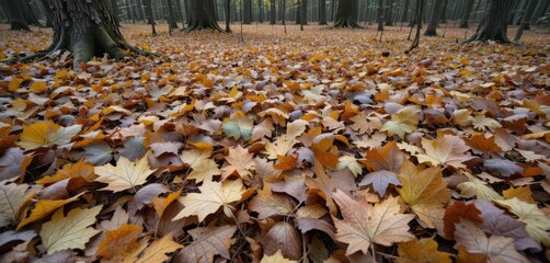  Nature s Palette An Array of Hues in Decomposing Leaves