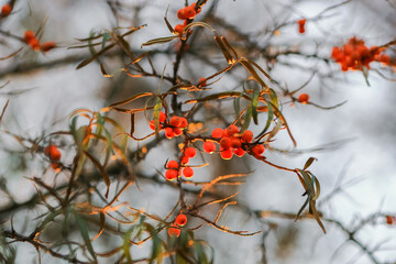 Sea buckthorn