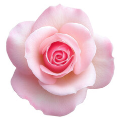 Stunning pink rose cutout background floral composition nature studio detail-oriented design