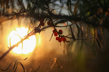 Sea buckthorn