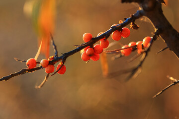 Sea buckthorn