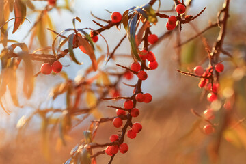 Sea buckthorn