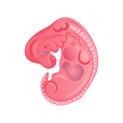 Human Embryo Early Development Anatomy Illustration. Isolated Human Embryo.