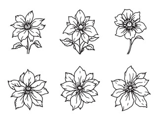 Obraz premium Clematis line art delicate petals blooming in soft graceful lines 