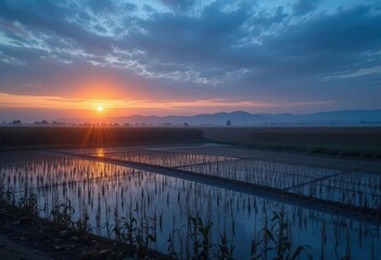 Obraz premium Melancholy Dawn An Atmospheric Depiction of a Watered Cornfield at Sunrise, Hinting at Change