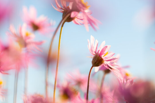 Pink everlasting wildflowers flowering in spring