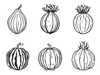 Chayote line art botanical drawing fresh natural produce hand sketched 