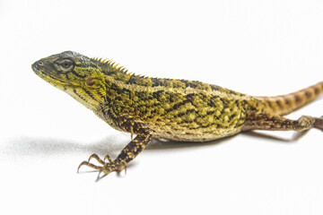 garden chameleon isolated on white background