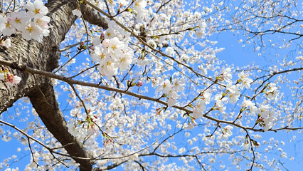Beautiful spring scenery video of Korea where branches of white cherry blossom trees in full bloom under the blue sky are scattered in the spring breeze