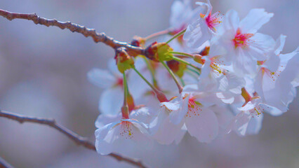 Beautiful spring scenery video of Korea where branches of white cherry blossom trees in full bloom under the blue sky are scattered in the spring breeze