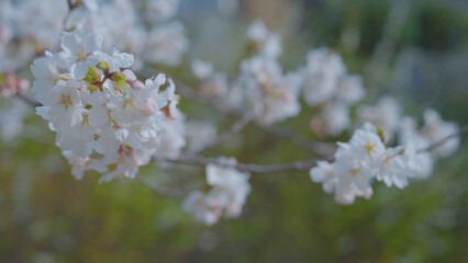 Beautiful spring scenery video of Korea where branches of white cherry blossom trees in full bloom under the blue sky are scattered in the spring breeze