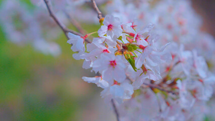 Beautiful spring scenery video of Korea where branches of white cherry blossom trees in full bloom under the blue sky are scattered in the spring breeze