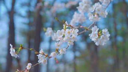 Beautiful spring scenery video of Korea where branches of white cherry blossom trees in full bloom under the blue sky are scattered in the spring breeze