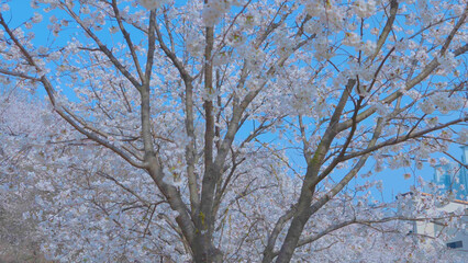 Beautiful spring scenery video of Korea where branches of white cherry blossom trees in full bloom under the blue sky are scattered in the spring breeze