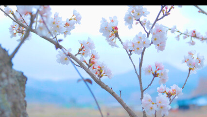 Beautiful spring scenery video of Korea where branches of white cherry blossom trees in full bloom under the blue sky are scattered in the spring breeze
