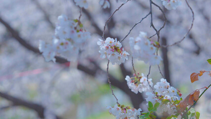 Beautiful spring scenery video of Korea where branches of white cherry blossom trees in full bloom under the blue sky are scattered in the spring breeze