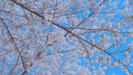 Beautiful spring scenery video of Korea where branches of white cherry blossom trees in full bloom under the blue sky are scattered in the spring breeze