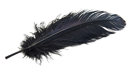 Obraz premium Black feather isolated on white