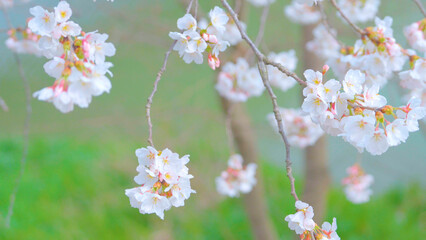 Beautiful spring scenery video of Korea where branches of white cherry blossom trees in full bloom under the blue sky are scattered in the spring breeze