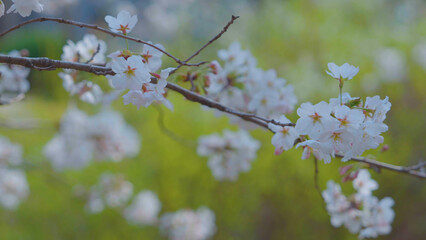 Beautiful spring scenery video of Korea where branches of white cherry blossom trees in full bloom under the blue sky are scattered in the spring breeze