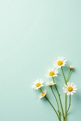 Obraz premium Serene White Daisies Arranged on a Pale Green Background, a Peaceful and Simple Floral Composition Perfect for Springtime Designs or Greeting Cards